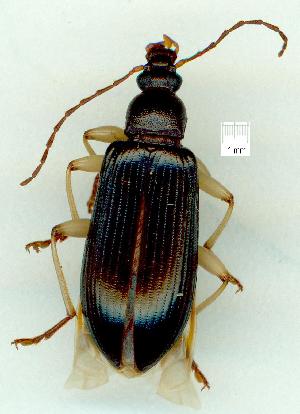  (Dimorphochilus - gvc12350-1L)  @11 [ ] Copyright (2004) Graeme V. Cocks Unspecified