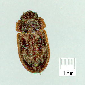  (Neaspis variegata - gvc9695-1L)  @12 [ ] Copyright (2004) Graeme V. Cocks Unspecified