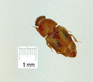  (Carpophilus maculatus - gvc17843-1L)  @13 [ ] CreativeCommons - Attribution Non-Commercial (2012) Graeme V. Cocks Unspecified
