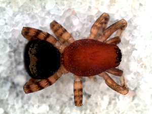  (Coenoptychus tropicalis - CJG-03046)  @11 [ ] CreativeCommons - Attribution Non-Commercial Share-Alike (2013) Cristian J. Grismado Museo Argentino de Ciencias Naturales