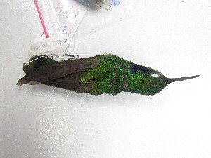  ( - UIS-CT02513)  @11 [ ] Unspecified (default): All Rights Reserved  Museo de Historia Natural UIS Universidad Industrial de Santander