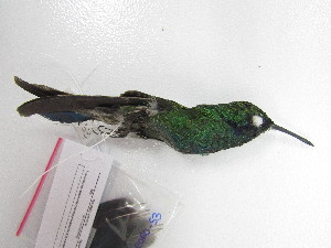  ( - UIS-CT02513)  @11 [ ] Unspecified (default): All Rights Reserved  Museo de Historia Natural UIS Universidad Industrial de Santander