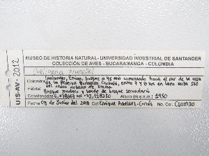  ( - UIS-CT0244)  @11 [ ] Unspecified (default): All Rights Reserved  Museo de Historia Natural UIS Universidad Industrial de Santander