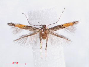  (Cosmopterix opulenta - RMNH.INS.544193)  @13 [ ] CreativeCommons - Attribution Non-Commercial Share-Alike (2013) Unspecified Naturalis, Biodiversity Centre