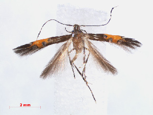  (Cosmopterix chalybaeella - RMNH.INS.544194)  @13 [ ] CreativeCommons - Attribution Non-Commercial Share-Alike (2013) Unspecified Naturalis, Biodiversity Centre