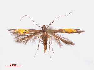  (Cosmopterix callichalca - RMNH.INS.544214)  @11 [ ] CreativeCommons - Attribution Non-Commercial Share-Alike (2013) Unspecified Naturalis, Biodiversity Centre