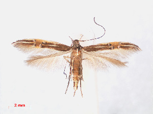  (Cosmopterix erinome - RMNH.INS.544230)  @11 [ ] CreativeCommons - Attribution Non-Commercial Share-Alike (2013) Unspecified Naturalis, Biodiversity Centre