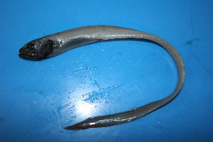  (Brotulotaeniinae - COVPL0002)  @11 [ ] Unspecified (default): All Rights Reserved  Unspecified Unspecified