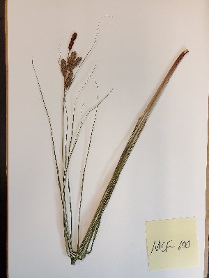  (Carex glaucescens - MCF-100)  @11 [ ] copyright (2021) Melanie Flood Columbus State University