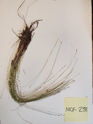  (Eleocharis tuberculosa - MCF-238)  @11 [ ] copyright (2021) Unspecified Columbus State University