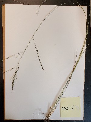  (Coleataenia longifolia - MCF-291)  @11 [ ] copyright (2021) Unspecified Columbus State University