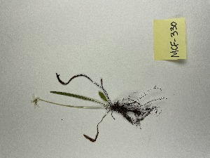  (Viola lanceolata - MCF-330)  @11 [ ] copyright (2021) Kevin Burgess Columbus State University