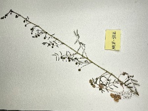  (Mimosa microphylla - MCF-382)  @11 [ ] copyright (2021) Kevin Burgess Columbus State University