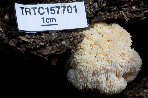  (Hericium erinaceus - TRTC157701)  @11 [ ] CreativeCommons - Attribution Non-Commercial Share-Alike (2010) Mycology Division, Royal Ontario Museum Royal Ontario Museum