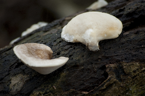  (Polyporus sp - TRTC157725)  @11 [ ] CreativeCommons - Attribution Non-Commercial Share-Alike (2010) Mycology Division, Royal Ontario Museum Royal Ontario Museum