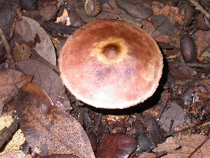  ( - S-0293)  @11 [ ] CreativeCommons - Attribution Non-Commercial Share-Alike (2010) Mycology Division, Royal Ontario Museum Royal Ontario Museum