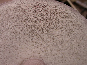  ( - S-0309)  @11 [ ] CreativeCommons - Attribution Non-Commercial Share-Alike (2010) Mycology Division, Royal Ontario Museum Royal Ontario Museum