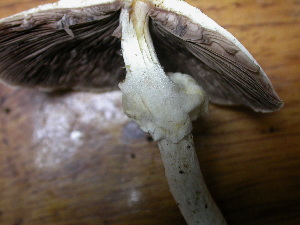  ( - S-0293)  @11 [ ] CreativeCommons - Attribution Non-Commercial Share-Alike (2010) Mycology Division, Royal Ontario Museum Royal Ontario Museum