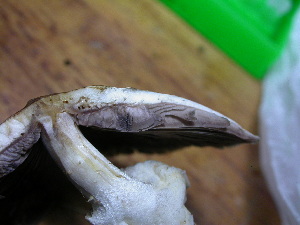  ( - S-0293)  @11 [ ] CreativeCommons - Attribution Non-Commercial Share-Alike (2010) Mycology Division, Royal Ontario Museum Royal Ontario Museum