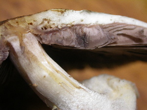  ( - S-0293)  @11 [ ] CreativeCommons - Attribution Non-Commercial Share-Alike (2010) Mycology Division, Royal Ontario Museum Royal Ontario Museum