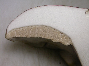  ( - S-0309)  @11 [ ] CreativeCommons - Attribution Non-Commercial Share-Alike (2010) Mycology Division, Royal Ontario Museum Royal Ontario Museum