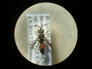  ( - CCDB-05716-A01)  @12 [ ] Copyright  G. Blagoev 2010 Unspecified