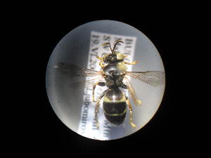  ( - CCDB-06433-C02)  @11 [ ] CreativeCommons - Attribution (2010) CBG Photography Group Centre for Biodiversity Genomics