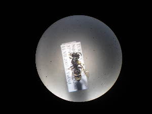 ( - CCDB-06433-E06)  @12 [ ] CreativeCommons - Attribution (2010) CBG Photography Group Centre for Biodiversity Genomics