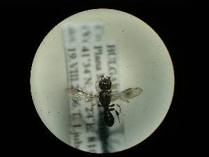  ( - CCDB-06434-A04)  @12 [ ] CreativeCommons - Attribution (2010) CBG Photography Group Centre for Biodiversity Genomics