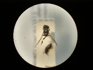  ( - CCDB-06434-A05)  @12 [ ] CreativeCommons - Attribution (2010) CBG Photography Group Centre for Biodiversity Genomics