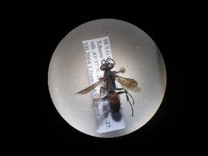  ( - CCDB-06434-F08)  @12 [ ] CreativeCommons - Attribution (2010) CBG Photography Group Centre for Biodiversity Genomics