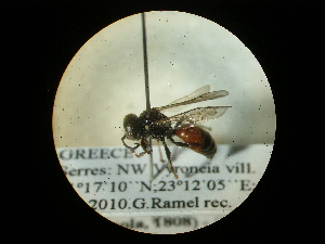  ( - CCDB-09752-B03)  @12 [ ] Copyright  G. Blagoev 2010 Unspecified