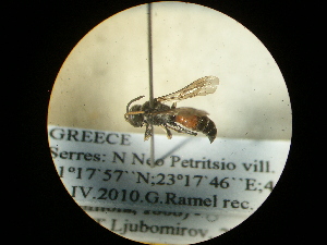  ( - CCDB-09752-G01)  @12 [ ] Copyright  G. Blagoev 2010 Unspecified