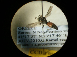  ( - CCDB-09752-G02)  @12 [ ] Copyright  G. Blagoev 2010 Unspecified