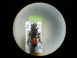  ( - CCDB-09755-F06)  @12 [ ] Copyright  G. Blagoev 2010 Unspecified