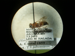  ( - CCDB-09784-E06)  @11 [ ] Copyright  G. Blagoev 2010 Unspecified