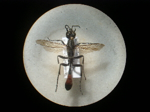  (Hoplammophila clypeata - CCDB-09784-G10)  @12 [ ] Copyright  G. Blagoev 2010 Unspecified