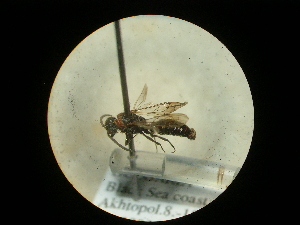  (Krombeinella wolfi - CCDB-09787-E03)  @11 [ ] Copyright  G. Blagoev 2010 Unspecified