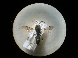  ( - CCDB-09787-E08)  @11 [ ] Copyright  G. Blagoev 2010 Unspecified