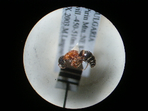  ( - CCDB-09787-E10)  @11 [ ] Copyright  G. Blagoev 2010 Unspecified
