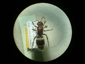  (Pseudophotopsis irana - CCDB-09787-H05)  @11 [ ] Copyright  G. Blagoev 2010 Unspecified
