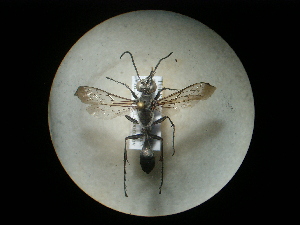  ( - CCDB-09789-F03)  @13 [ ] Copyright  G. Blagoev 2010 Unspecified