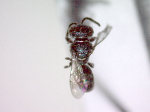  ( - CCDB-12230-C09)  @13 [ ] Copyright  G. Blagoev 2010 Unspecified