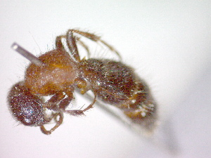  ( - CCDB-12230-E08)  @13 [ ] Copyright  G. Blagoev 2010 Unspecified