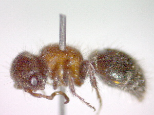  ( - CCDB-12230-E12)  @13 [ ] Copyright  G. Blagoev 2010 Unspecified