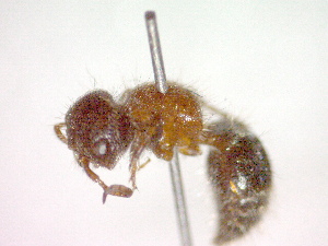  ( - CCDB-12232-A01)  @13 [ ] Copyright  G. Blagoev 2010 Unspecified