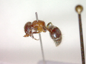  ( - CCDB-12232-A05)  @13 [ ] Copyright  G. Blagoev 2010 Unspecified