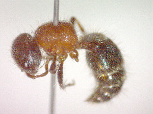  ( - CCDB-12232-B11)  @13 [ ] Copyright  G. Blagoev 2010 Unspecified