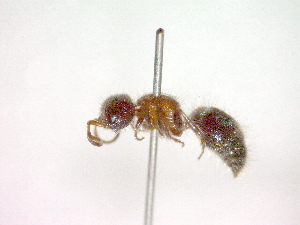  ( - CCDB-12233-A01)  @13 [ ] Copyright  G. Blagoev 2010 Unspecified