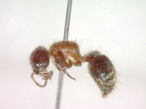  ( - CCDB-12233-A02)  @13 [ ] Copyright  G. Blagoev 2010 Unspecified